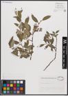 Foto von Salix cantabrica Rech. f.